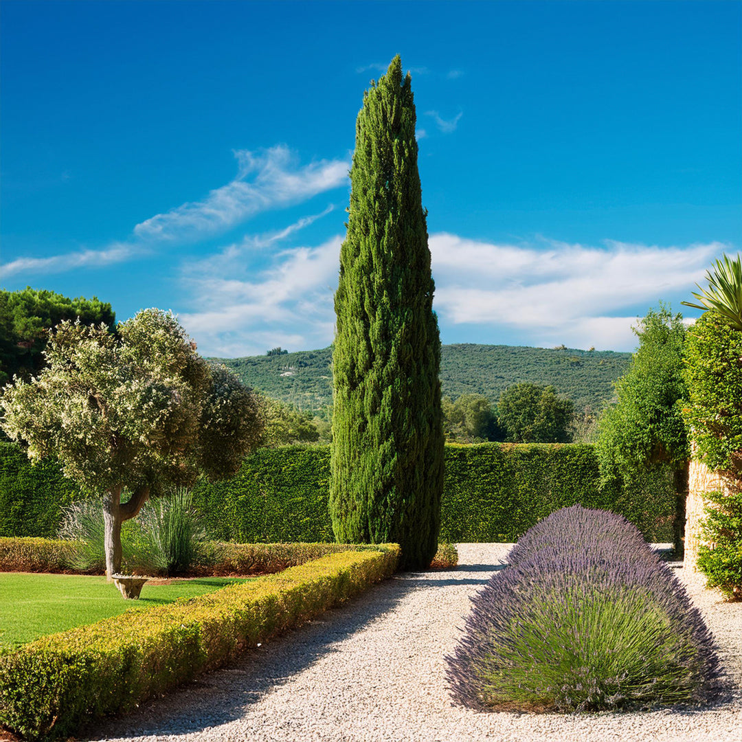 Cyprès de provence taillé dans un beau jardin méditérannéen.