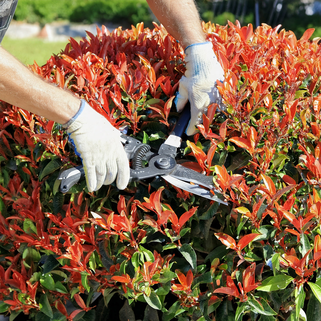Taille Photinia : quand et comment s'y prendre ? - Blog  Plantes de  Provence