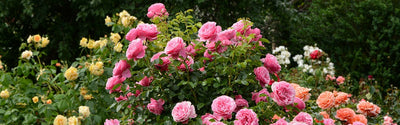 Rosiers