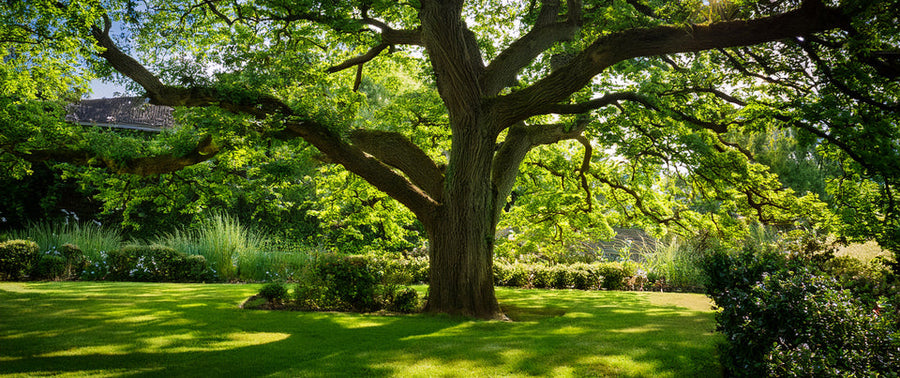 Arbre pour faire de l'ombre