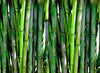 Bambous non-traçants