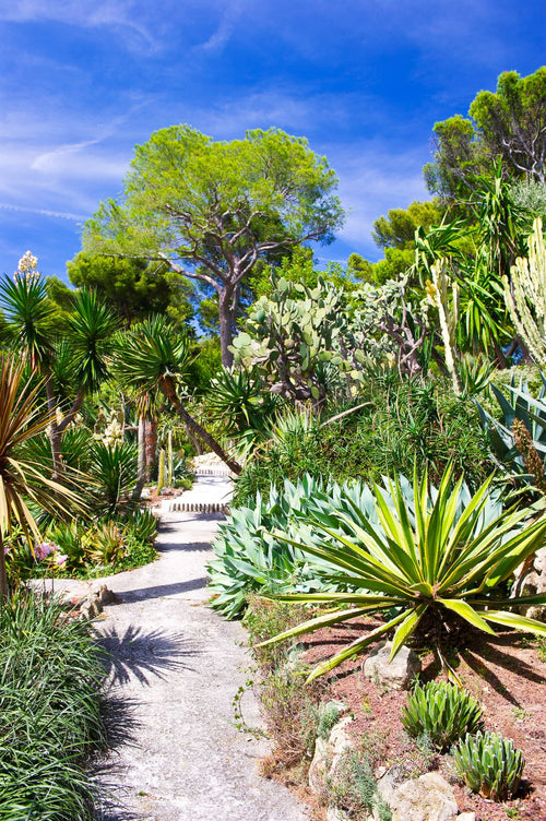 Plantes méditerranéennes