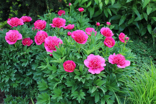 Pivoine (Paeonia) 1 - Achat en ligne
