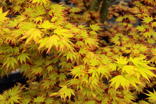 Acer Palmatum Orange Dream 1 - Achat en ligne