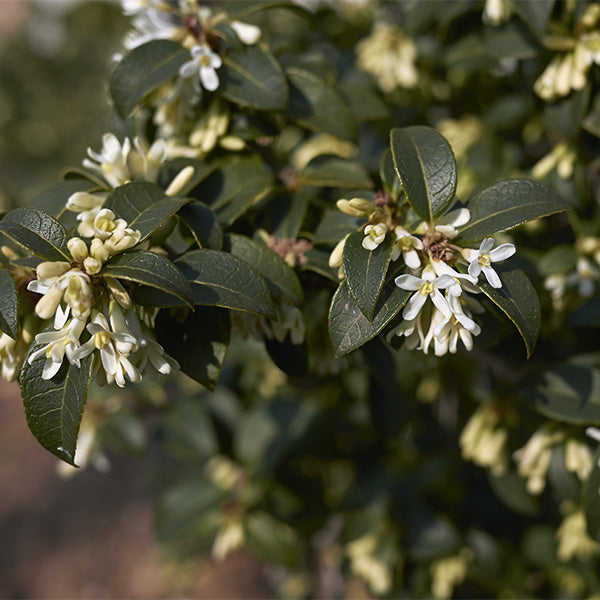 Osmanthe de Burkwood (Osmanthus Burkwoodii) 3 - Achat en ligne