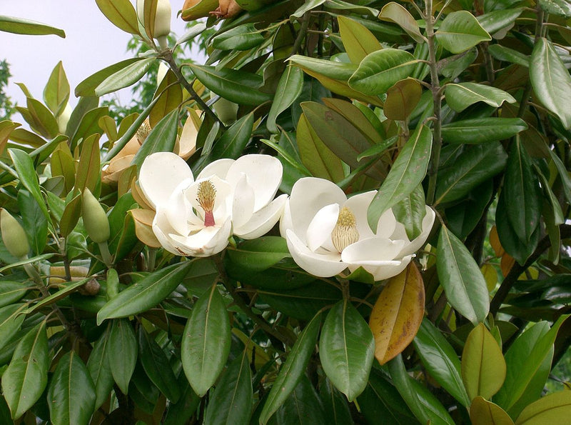 Magnolia Grandiflora en Tige 3 - Achat en ligne
