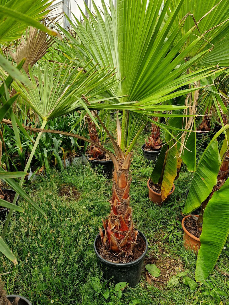 Palmier du Mexique (Washingtonia Robusta) 3 - Achat en ligne