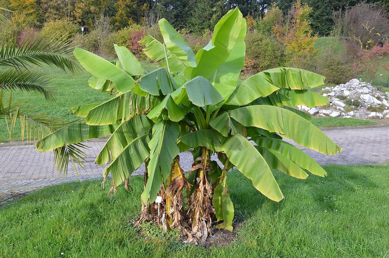Bananier (Musa Basjoo Japonica) 3 - Achat en ligne
