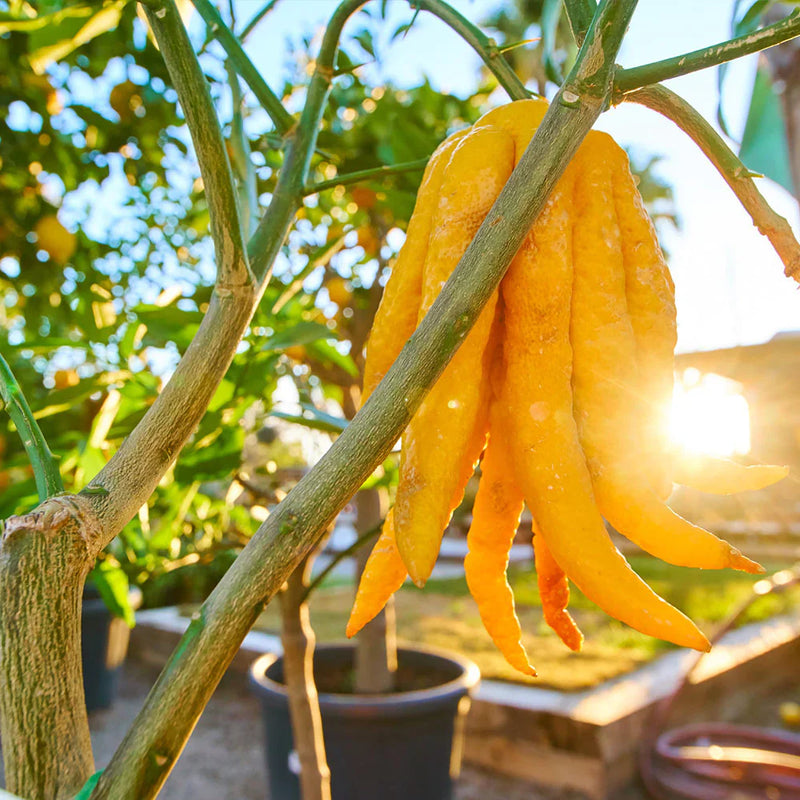 Citronnier Main de Buddha (Citrus medica var. sarcodactylis) 2 - Achat en ligne