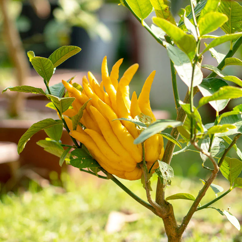 Citronnier Main de Buddha (Citrus medica var. sarcodactylis) 3 - Achat en ligne