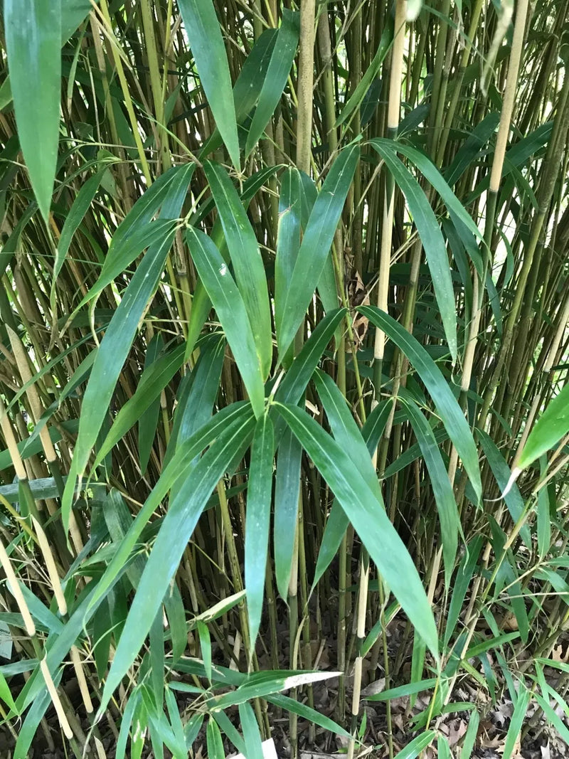 Bambou Metake (Arundinaria Japonica) 1 - Achat en ligne