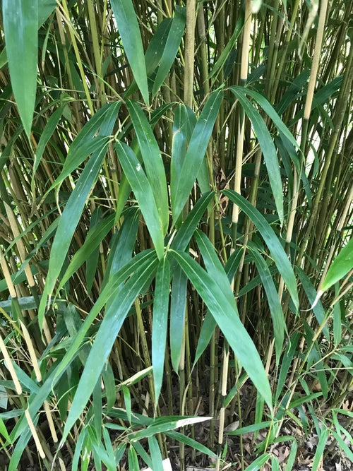 Bambou Metake (Arundinaria Japonica) 1 - Achat en ligne