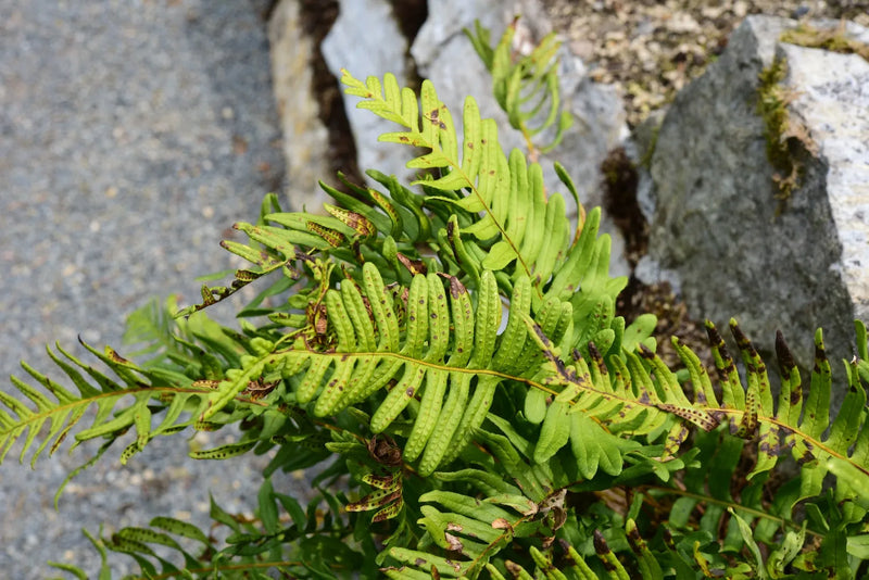 Fougères (Polypodium vulgare 'Jade') 2 - Achat en ligne