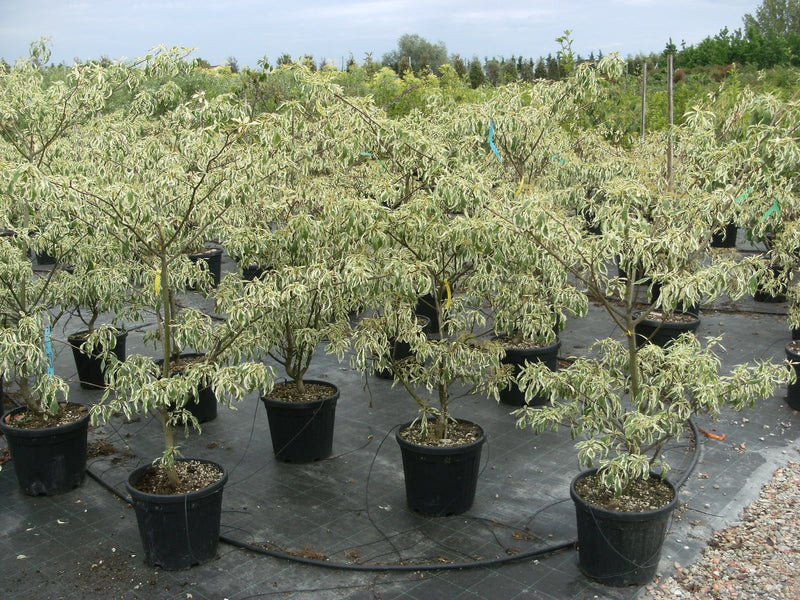 Cornouiller des Pagodes panaché (Cornus controversa Variegata) 3 - Achat en ligne