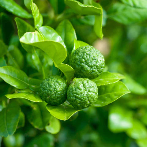 Citronnier Combava (Citrus Hystrix) 1 - Achat en ligne