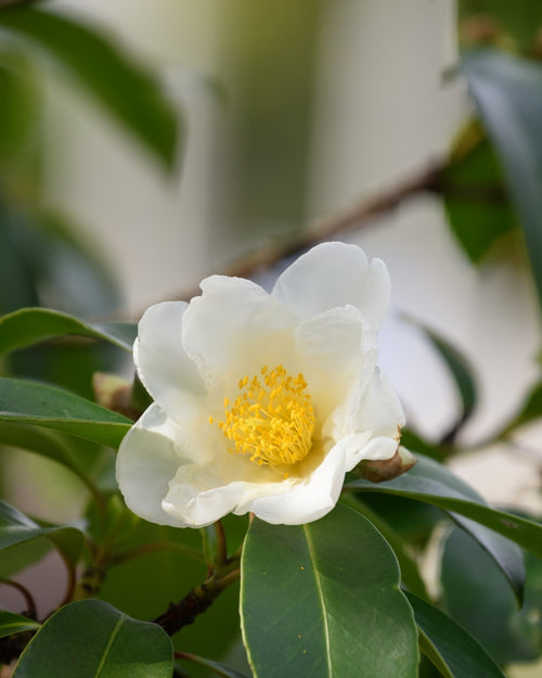 Camélia d'Automne blanc (Camélia Sasanqua)