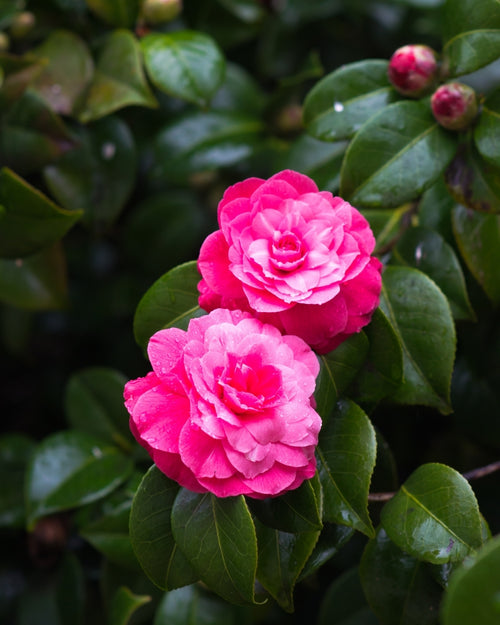 Camélia d'Automne fushia (Camélia Sasanqua)