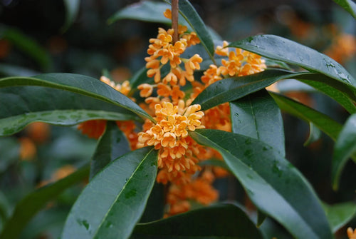 Osmanthe parfumé (Osmanthus Fragrans) 1 - Achat en ligne