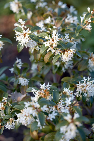Osmanthe de Burkwood (Osmanthus Burkwoodii) 1 - Achat en ligne