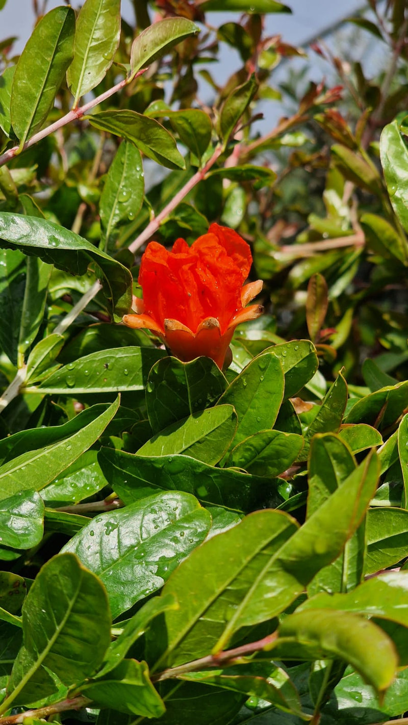 Grenadier (Punica Granatum) 3 - Achat en ligne