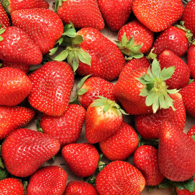 Fraisier Charlotte 1 - Achat en ligne