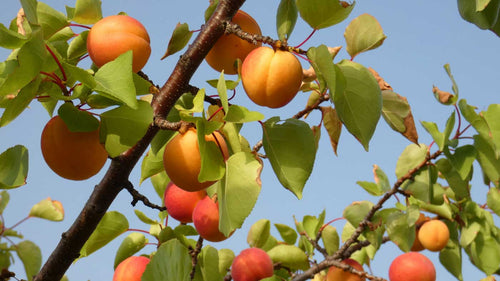 Abricotier Luizet (Prunus Armeniaca) 1 - Achat en ligne