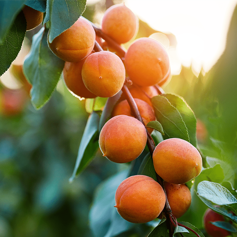 Abricotier Luizet (Prunus Armeniaca) 3 - Achat en ligne