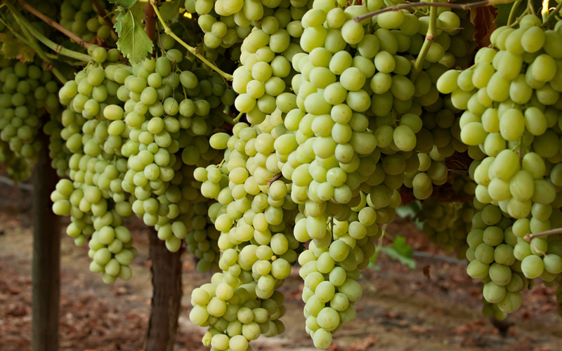 Vigne de table verte 1 - Achat en ligne