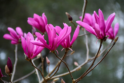 Magnolia Susan 1 - Achat en ligne