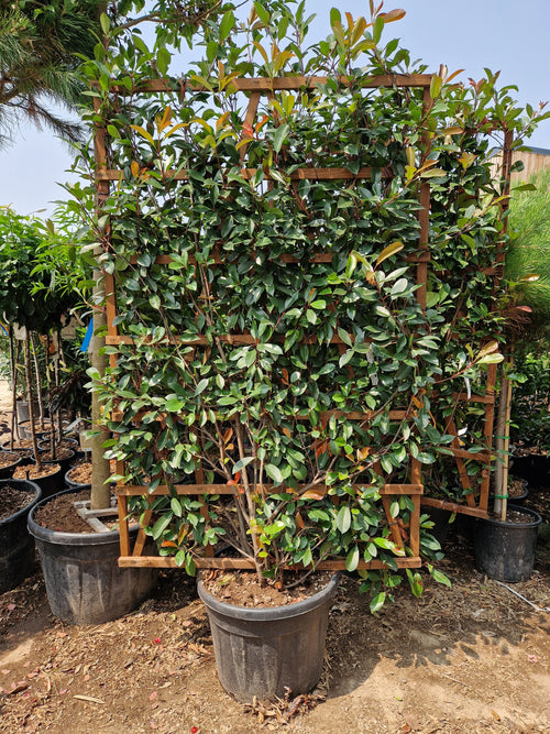 Photinia Red Robin (Palissade) 1 - Achat en ligne
