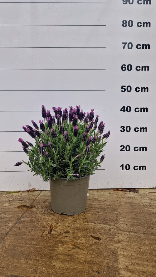 Lavande papillon (Lavandula Stoechas) 1 - Achat en ligne