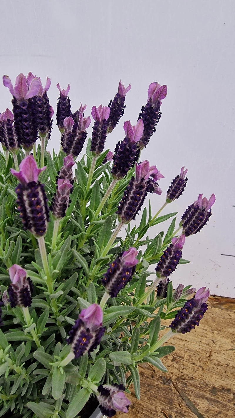 Lavande papillon (Lavandula Stoechas) 3 - Achat en ligne