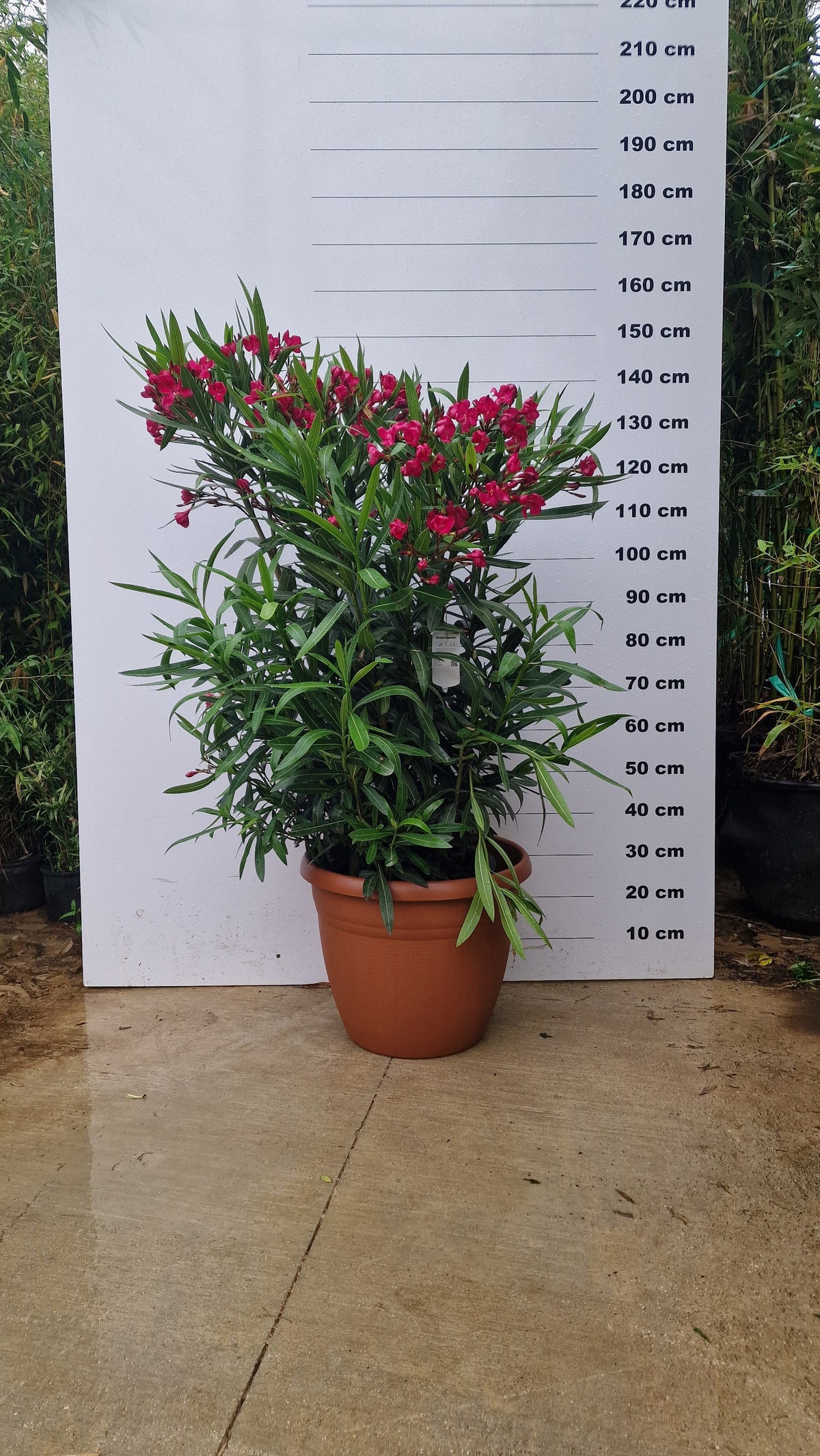 Pot Bologna - 40/80/110L 4 - Achat en ligne