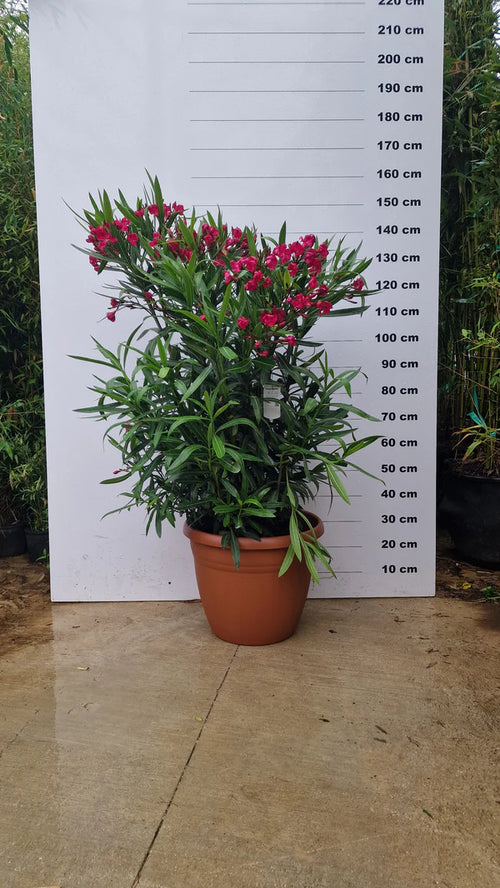 Pot Bologna - 40/80/110L 1 - Achat en ligne