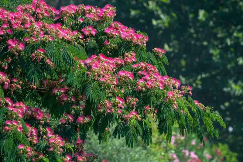 Albizia Julibrissin 'Ombrella' 1 - Achat en ligne