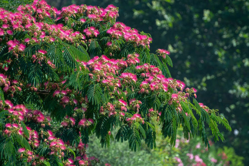 Albizia Julibrissin 'Ombrella' 1 - Achat en ligne