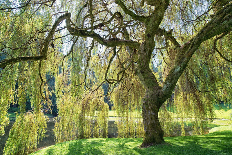 Saule Pleureur (Salix alba Tristis) 1 - Achat en ligne