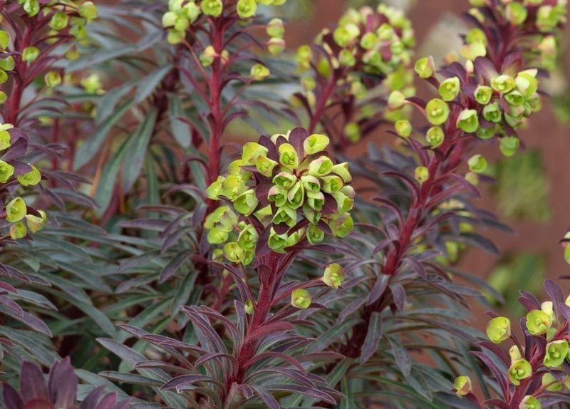 Euphorbe (characias Miners Merlot) 3 - Achat en ligne
