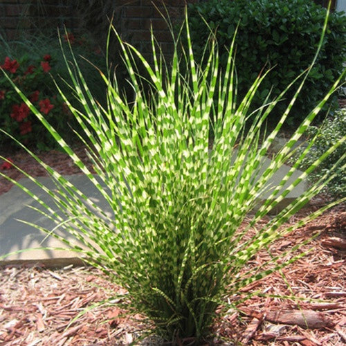 Roseau de Chine (Miscanthus Sinensis