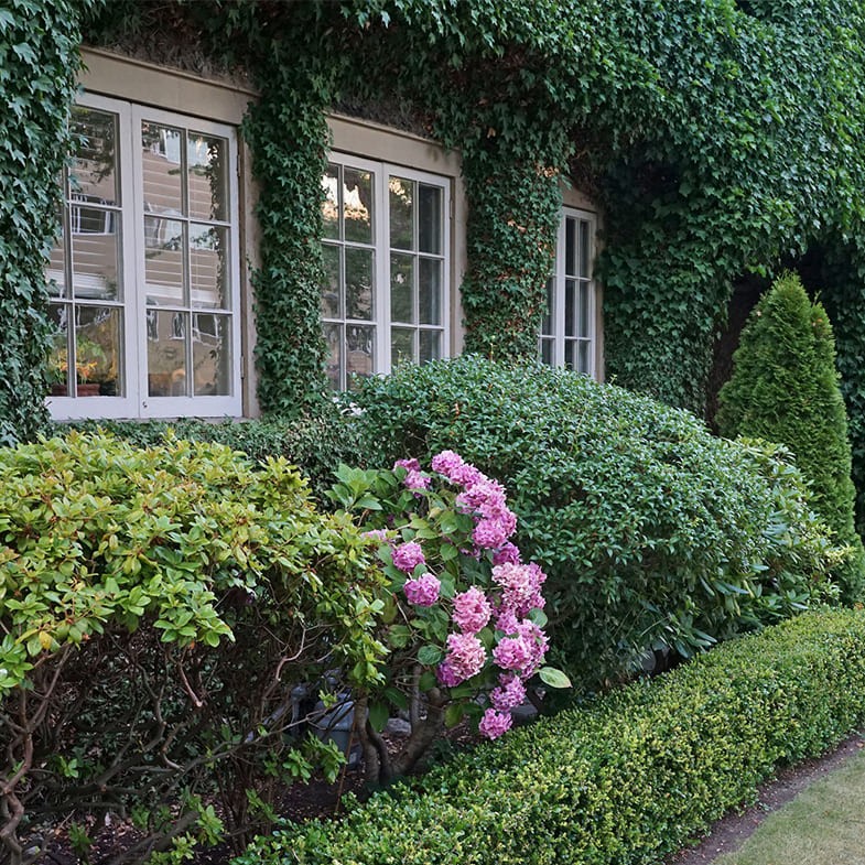 Lierre Commun Persistant (Hedera Helix) 3 - Achat en ligne