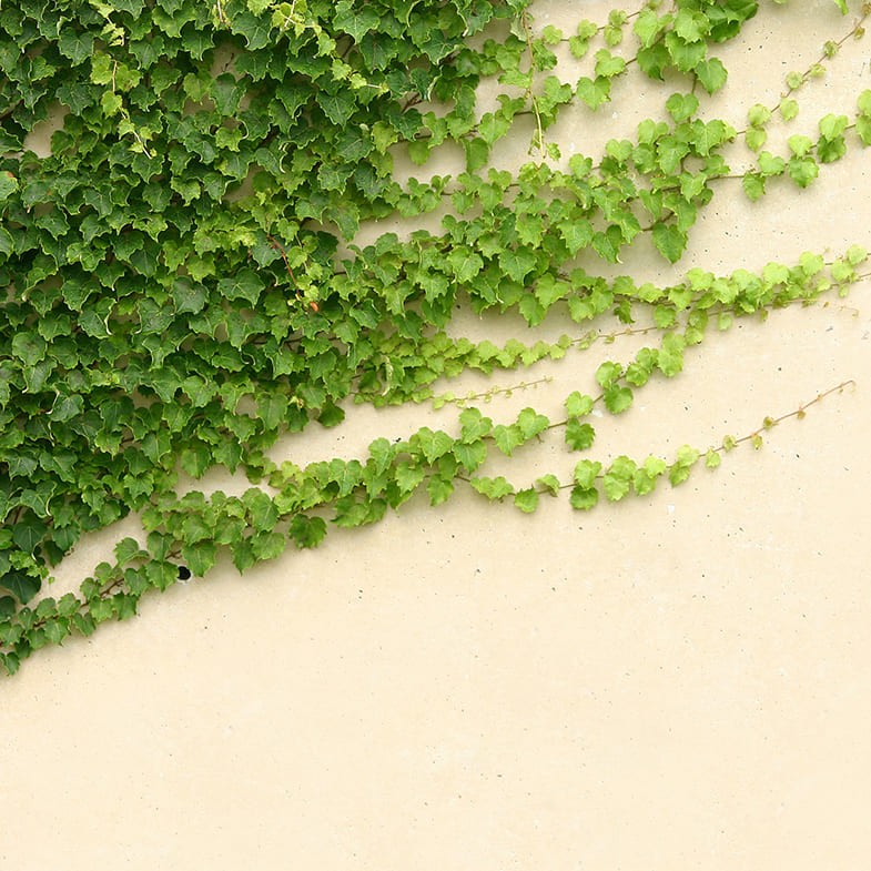 Lierre Commun Persistant (Hedera Helix) 2 - Achat en ligne