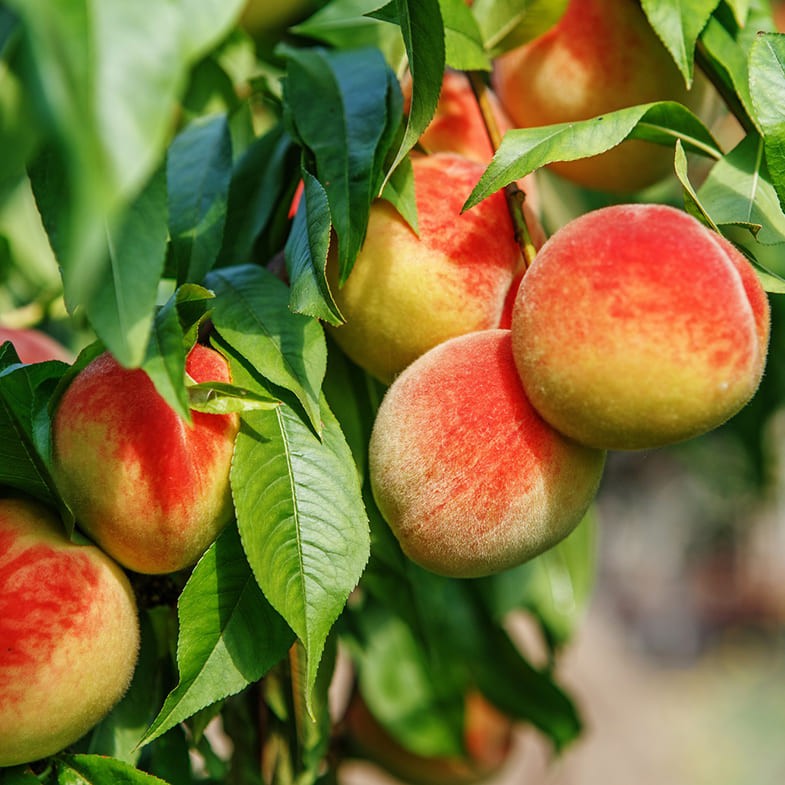 Pêcher (Prunus persica) 1 - Achat en ligne