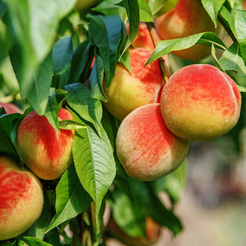 Pêcher (Prunus persica) 1 - Achat en ligne