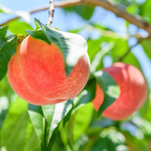 Pêcher (Prunus persica) 1 - Achat en ligne