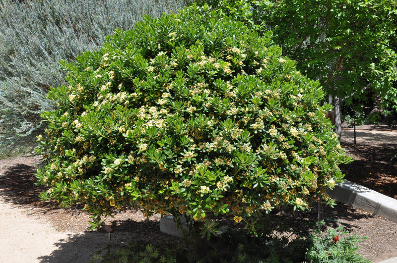 Pittosporum de Chine (Pittosporum Tobira) 3 - Achat en ligne