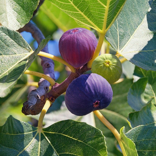 Figuier Grise de Saint-Jean (Ficus carica Grise de Saint Jean) 1 - Achat en ligne