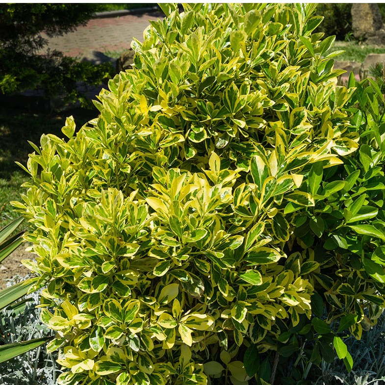 Fusain du Japon 'Aureus' (Euonymus Japonicus) 1 - Achat en ligne
