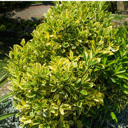 Fusain du Japon 'Aureus' (Euonymus Japonicus) 1 - Achat en ligne