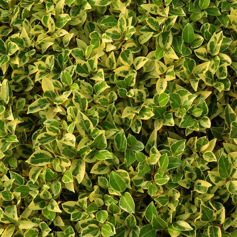 Fusain du Japon 'Aureus' (Euonymus Japonicus) 2 - Achat en ligne