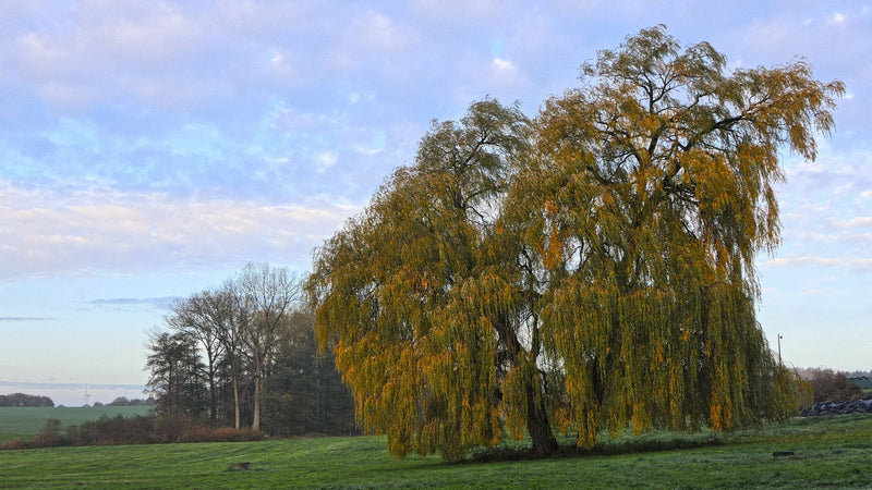 Saule Pleureur (Salix alba Tristis) 3 - Achat en ligne